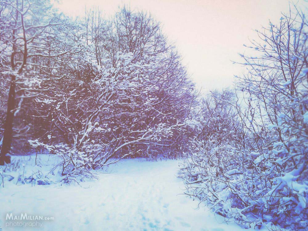 Nordic Winter Nature